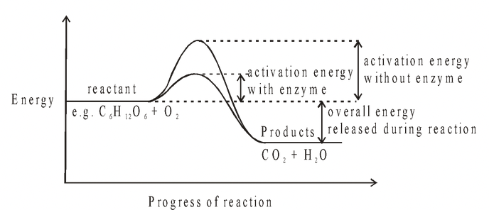 Mechanism of Enzyme Action